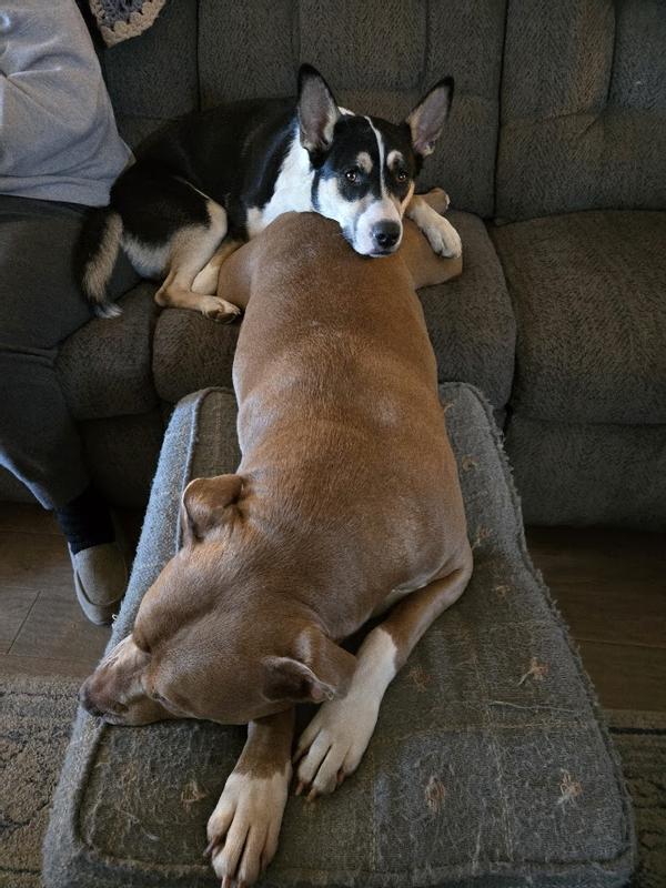 Maddie (top) and Lando (bottom) resting after dinner-time!