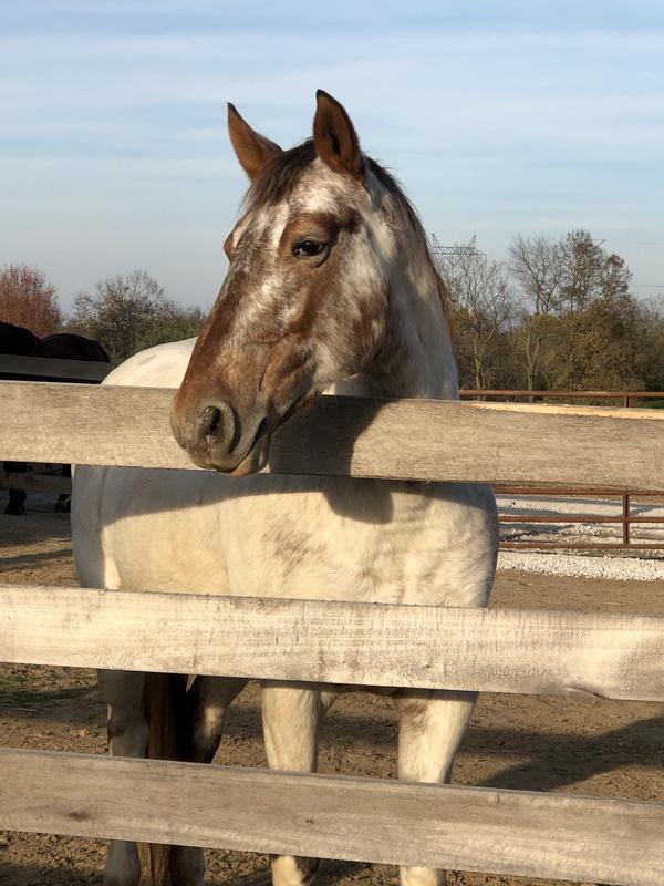 HYGAIN Zero UltraLow Starch & Cereal GrainFree Fully Fortified Horse