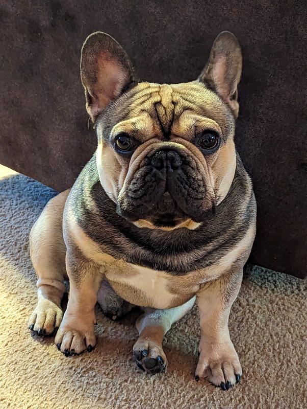 These treats are Francois approved!!