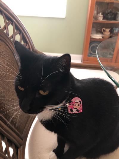 New Mini Mouse name tag and collar.