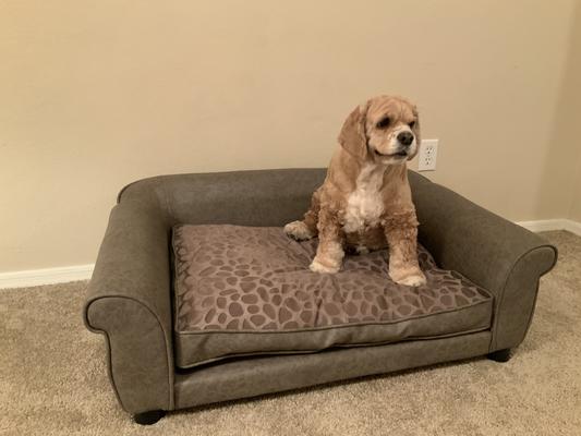 Enchanted home pet panache sofa best sale