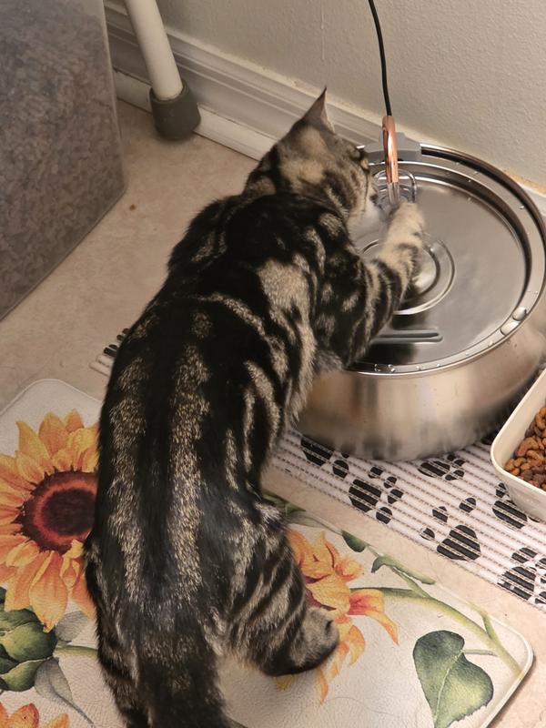 Drinking & patting at the same time. Georgy is a happy li'l girl!