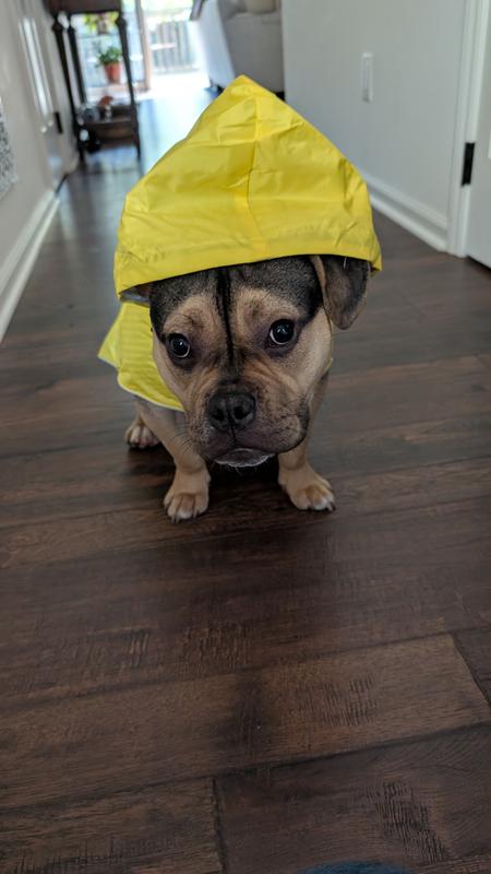 The Worthy Dog Seattle Slicker Dog Jacket, Yellow