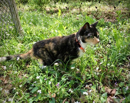 Rainee Marie taking a supervised walk in my back yard.