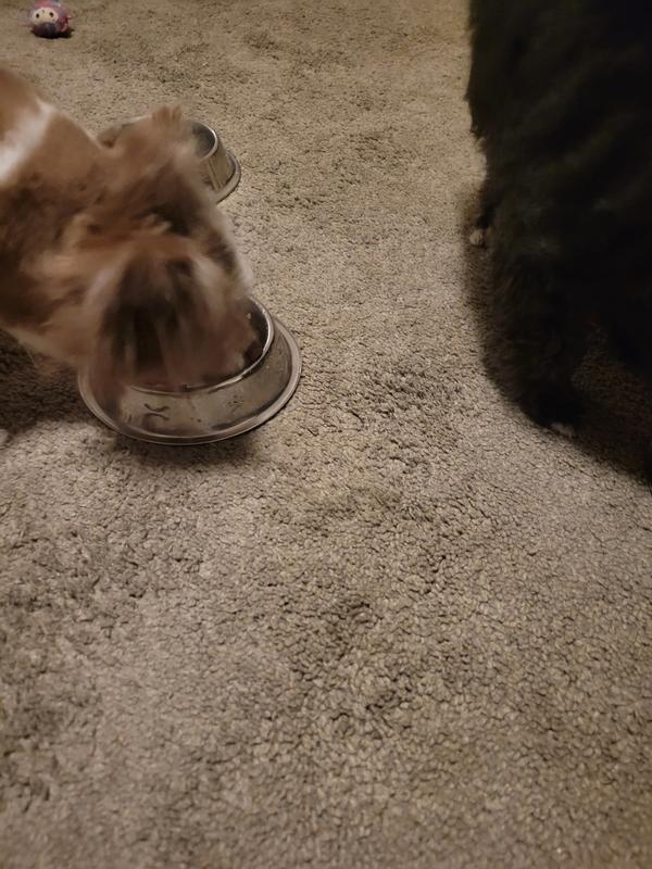 Couldn't get a good pic because they wouldn't take their face out of the bowl.