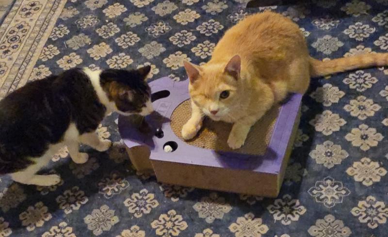 Old lady cats moving in