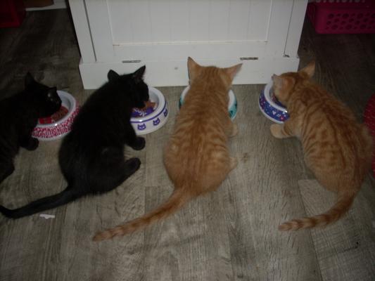 Four hungry kittens.