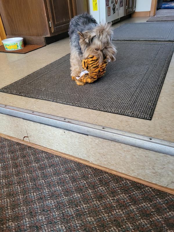 Reggie likes his new toy.  Nigel is happy to hear the squeak.