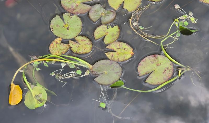 All 3 plants on the day of arrival floating among the water lilies.