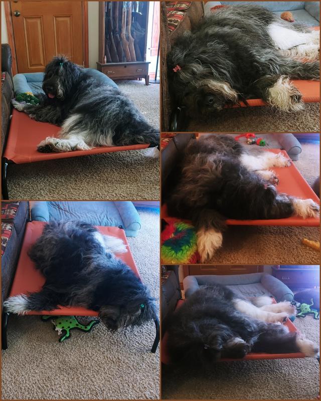 All 100lbs of Garmr loves it. Look at her