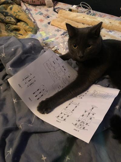 Helping me read the instructions by trying to eat them