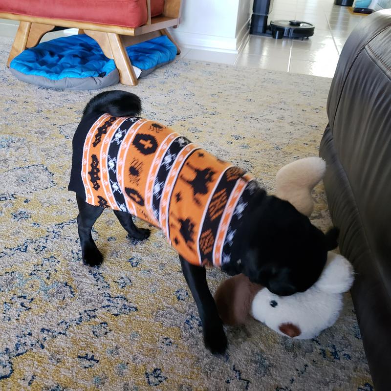Otis is ready for the Halloween cold snap.