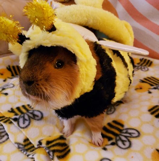 Frisco Bumble Guinea Pig Costume, One Size