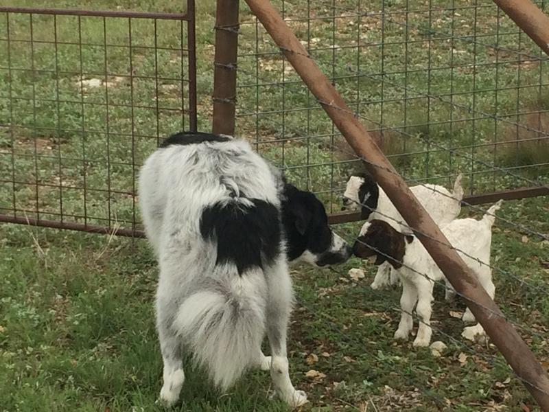 Sometimes thinks he’s a goat.
