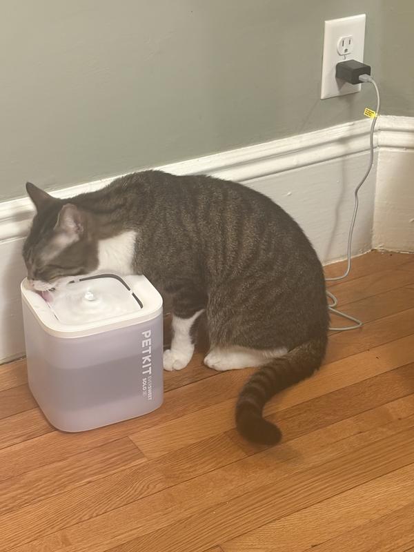My little weirdo only drinks from the edge but he seems to approve