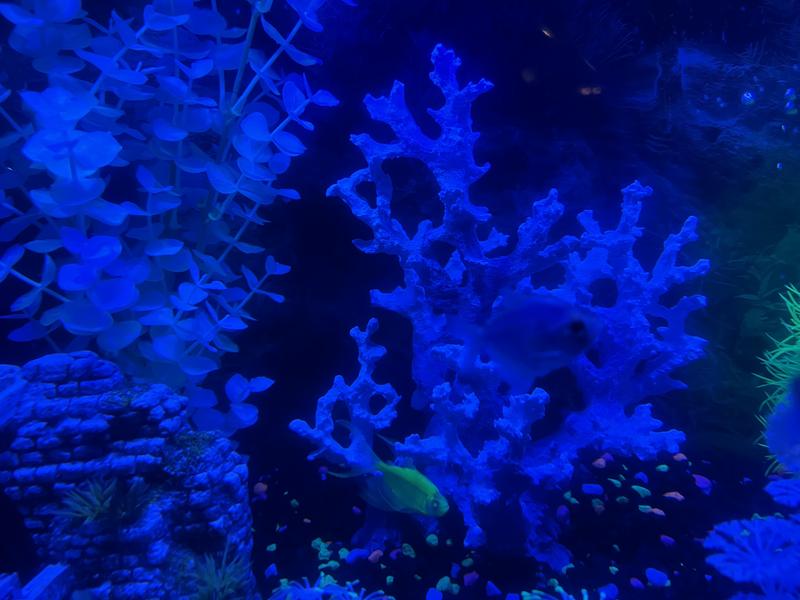 Clear tank after 20 minutes