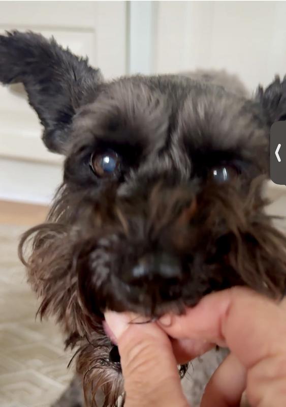 Enjoying her new food - Instinct Lamb