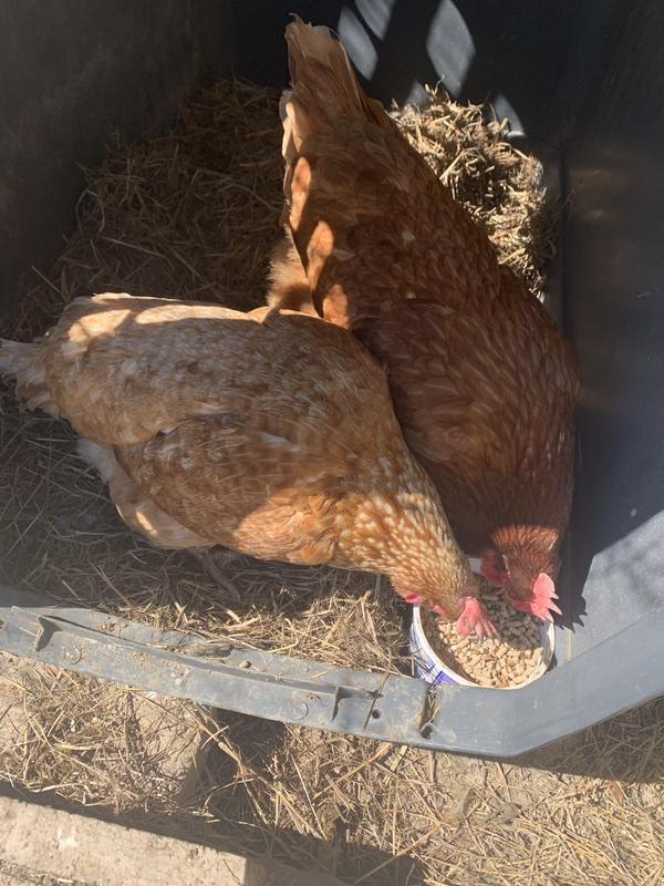 Oyster shell mixed with meal worms