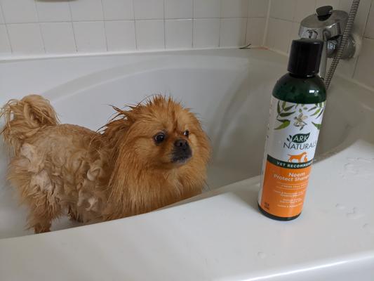 ARK NATURALS Neem Protect Dog & Cat Shampoo, 8-fl oz bottle - Chewy.com