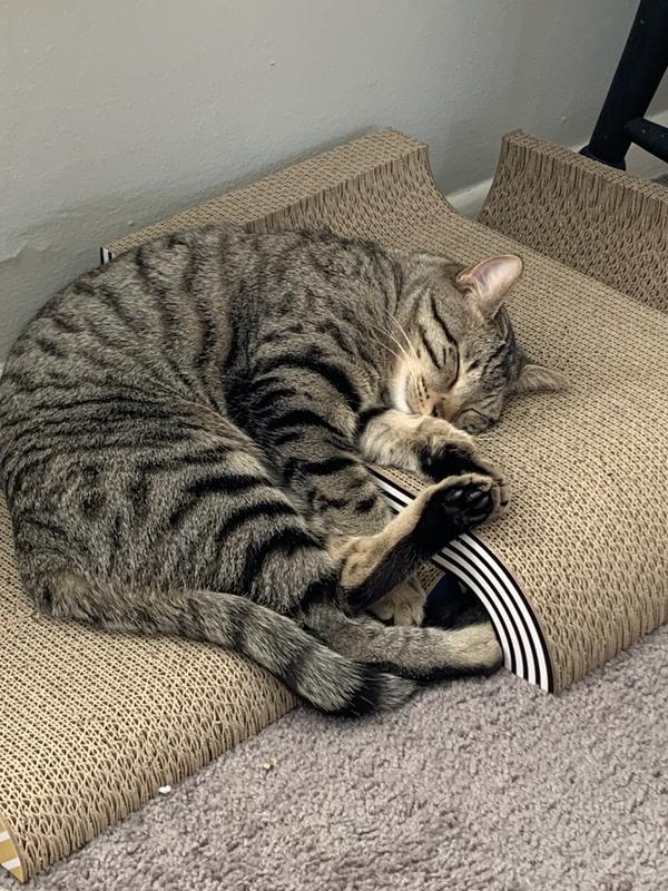 Photo taken the day I received the scratching pads…