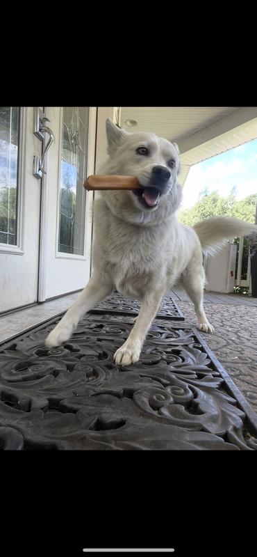 Slushy running away from me with his treat