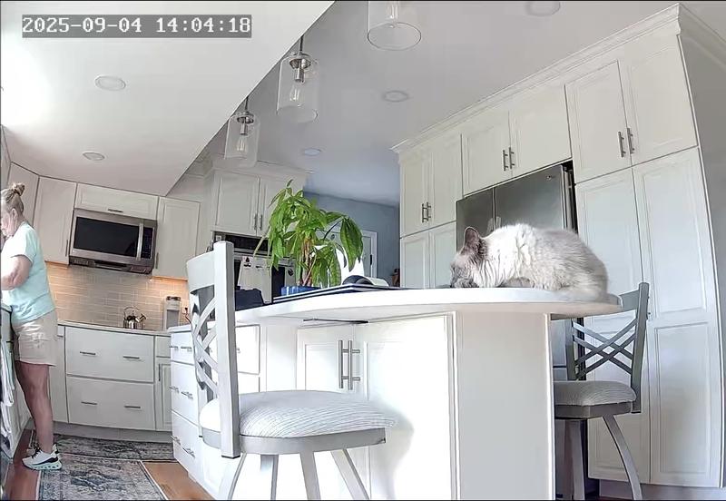 Logan on kitchen Island resting where he’s not supposed to be!