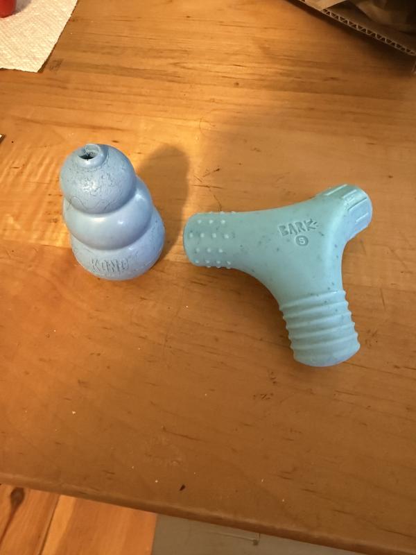Shown next to a small kong for size comparison