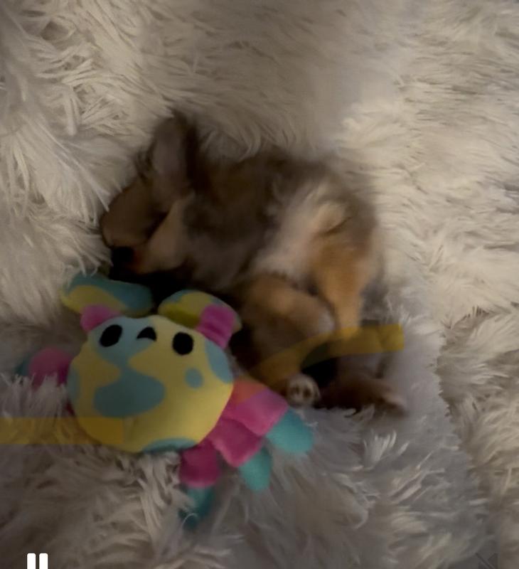 2 lbs chihuahua vs x-small crab