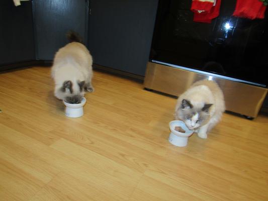 Teddy and Katie with their new bowls from Chewy