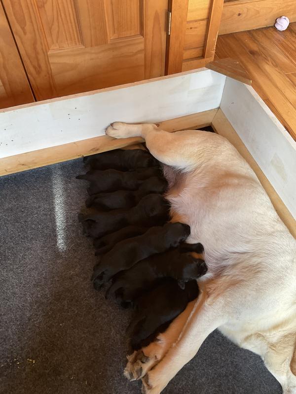Mother’s Love
