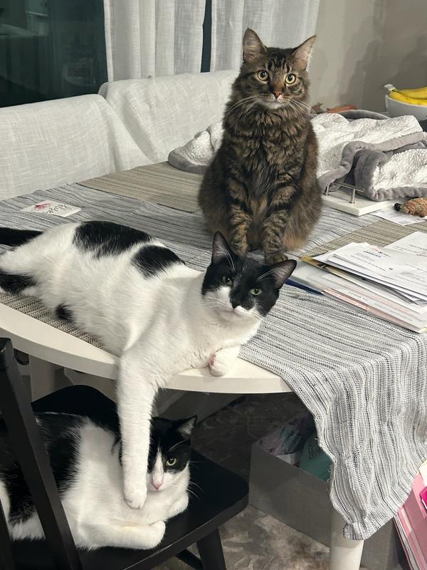 Smudgie,sylvester, zorro