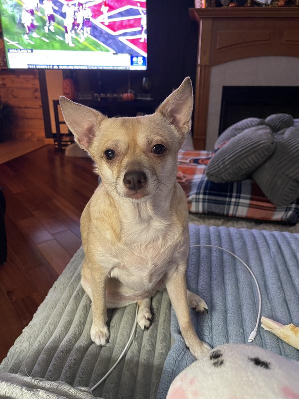 Lucy says, More Please and thank you Chewy!