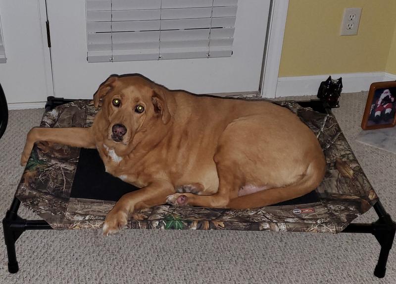 Marley loves his new Camo Bed.