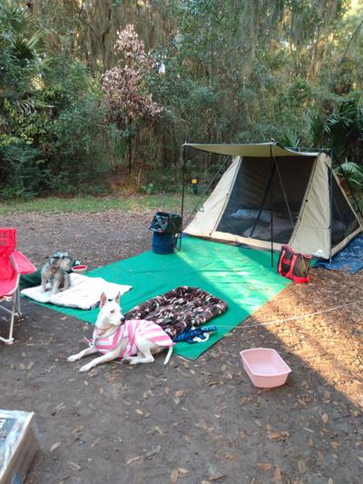 Camping with Jules' Nylabone