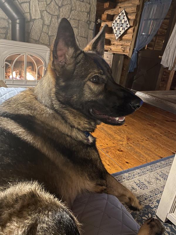 Milly. My one year old GSD. 🥰