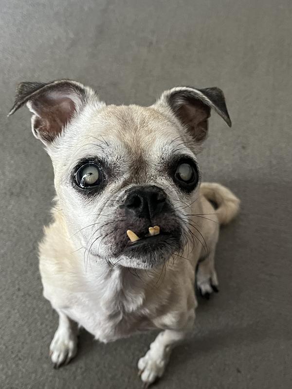 Molly loves these treats