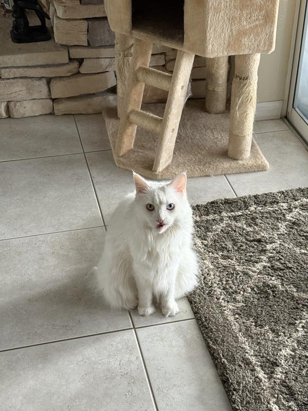 Gemma, my Maine coon cat!