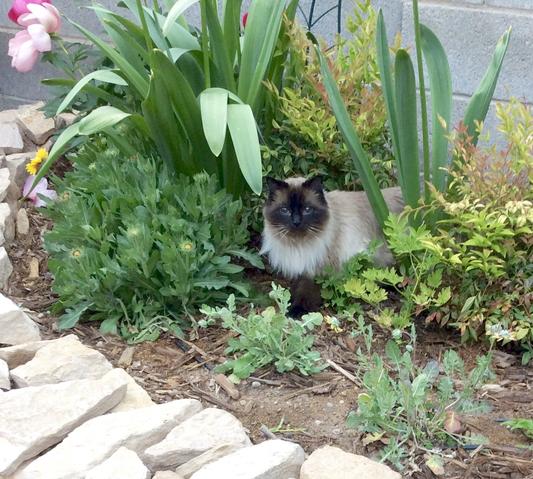 Pollinating the flowers