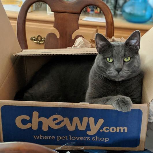The magic Chewy box. (Cat not included.)