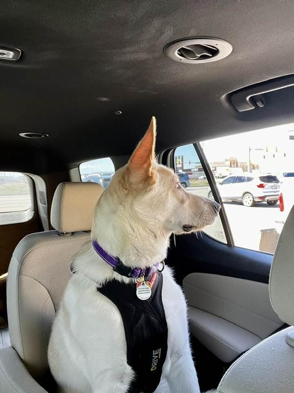 Teddy in his seatbelt harness.