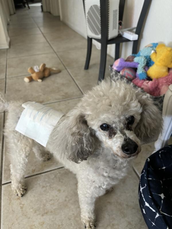 He’s my little bodyguard