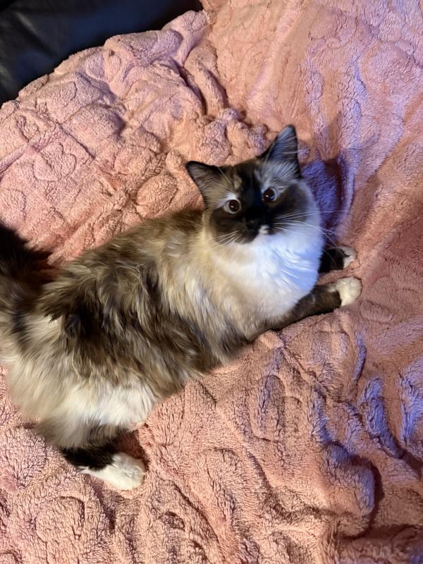 A purrfectly content cat