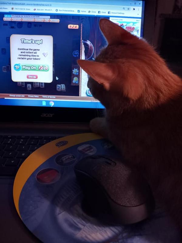 I love to play on Mom's computer while I wait sometimes for my treat.
