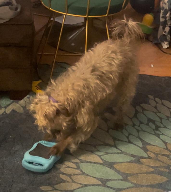 Medium sized dog pawing at scratch square grooming toy