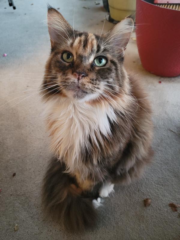 Discontinued ONLY NATURAL PET Eye & Upper Respiratory Homeopathic