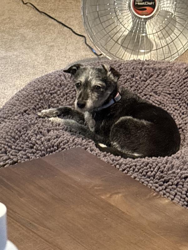 puppy with a happy tummy