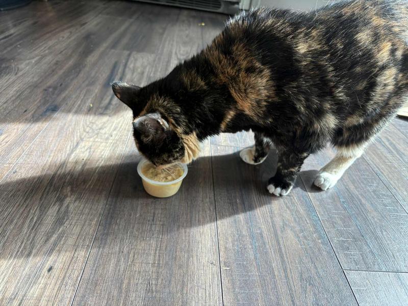 Annabelle sampling before I put it in her raised feeder bowl