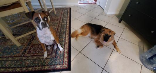 Waiting for their "treats"