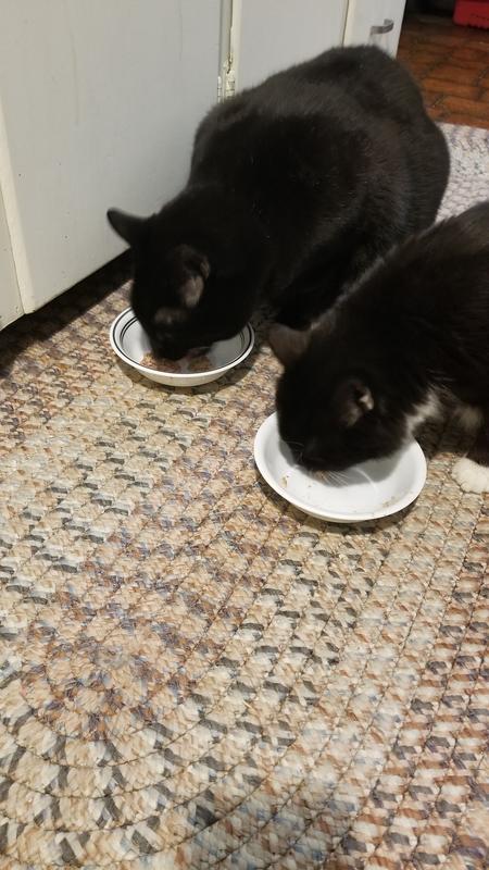 Both cats love it