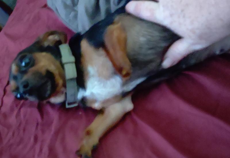 My dog that has a short front leg
